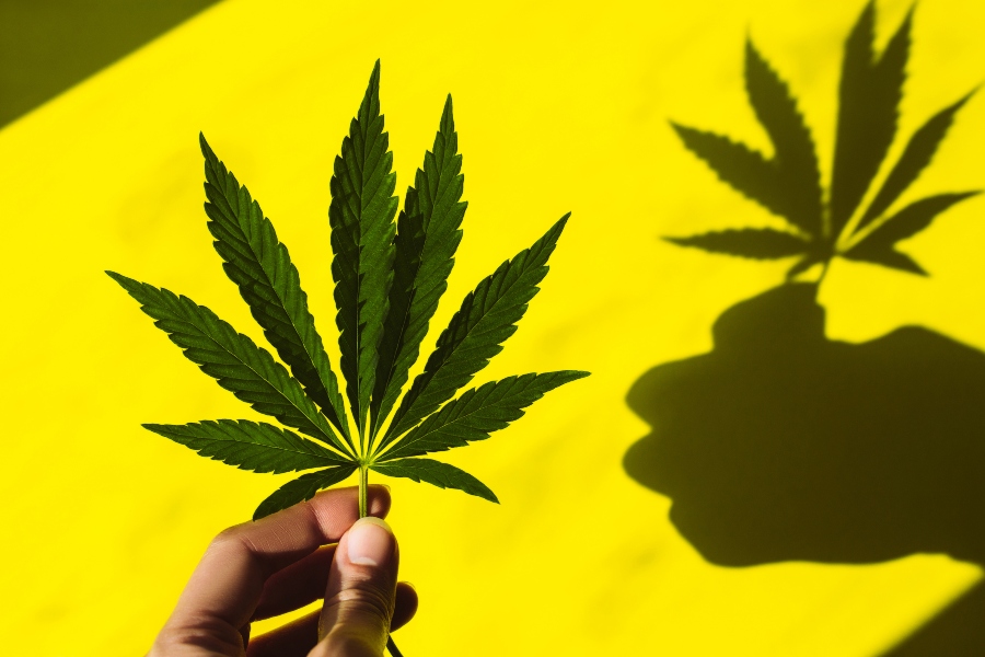 cannabis