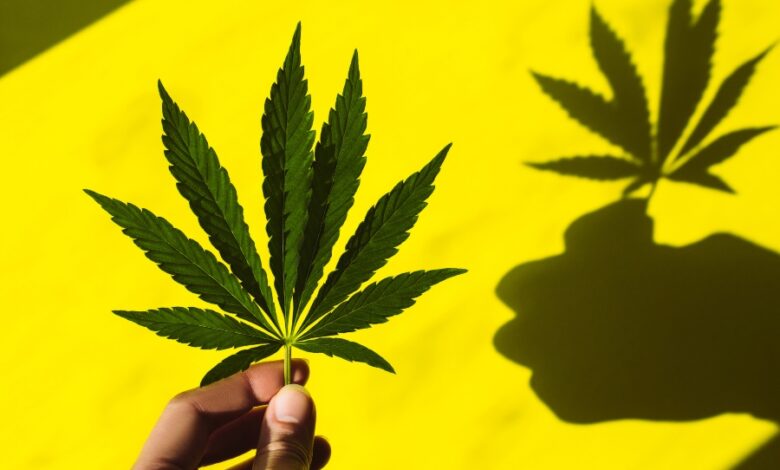 cannabis