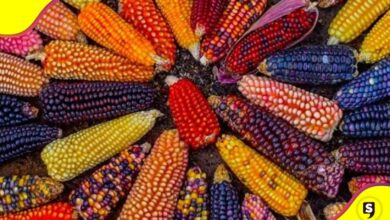 Día Nacional del Maíz