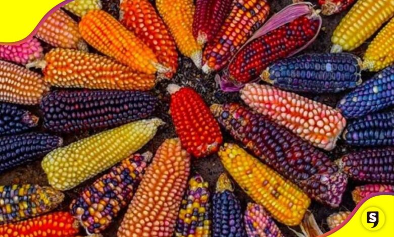 Día Nacional del Maíz