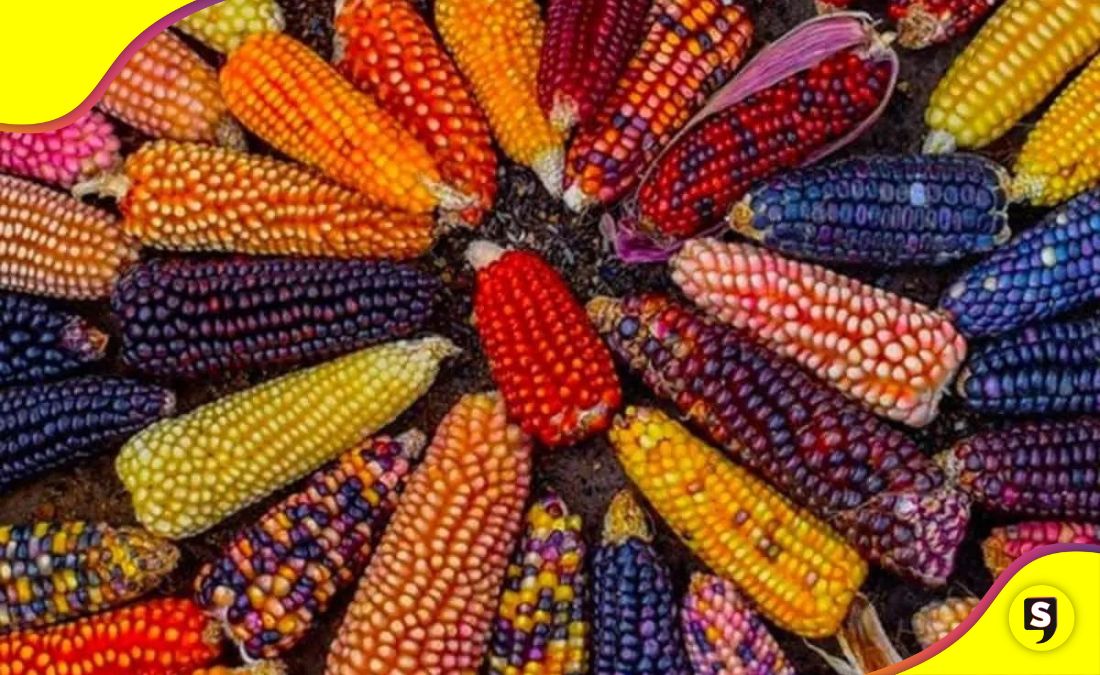 Día Nacional del Maíz
