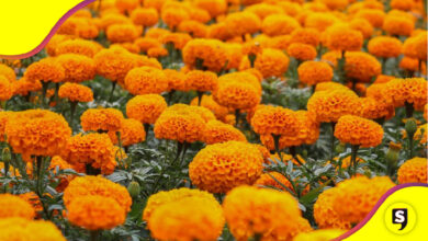 Festival de la Flor de Cempasúchil