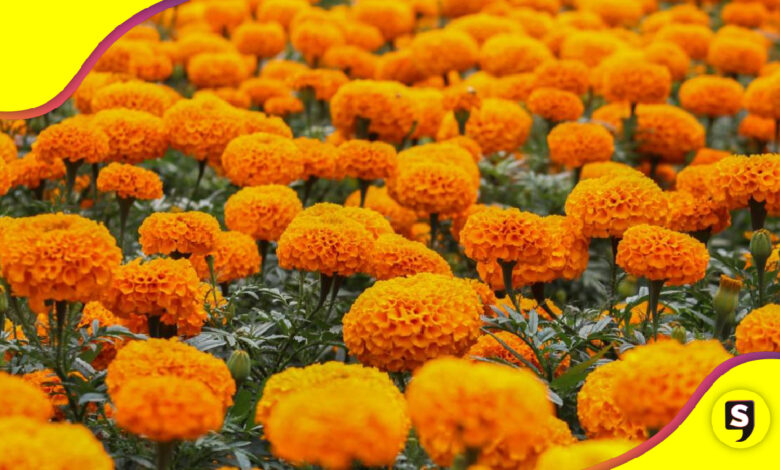 Festival de la Flor de Cempasúchil