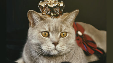 Expo Show Internacional de Gatos