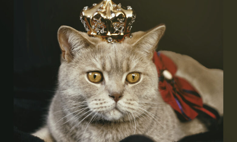 Expo Show Internacional de Gatos