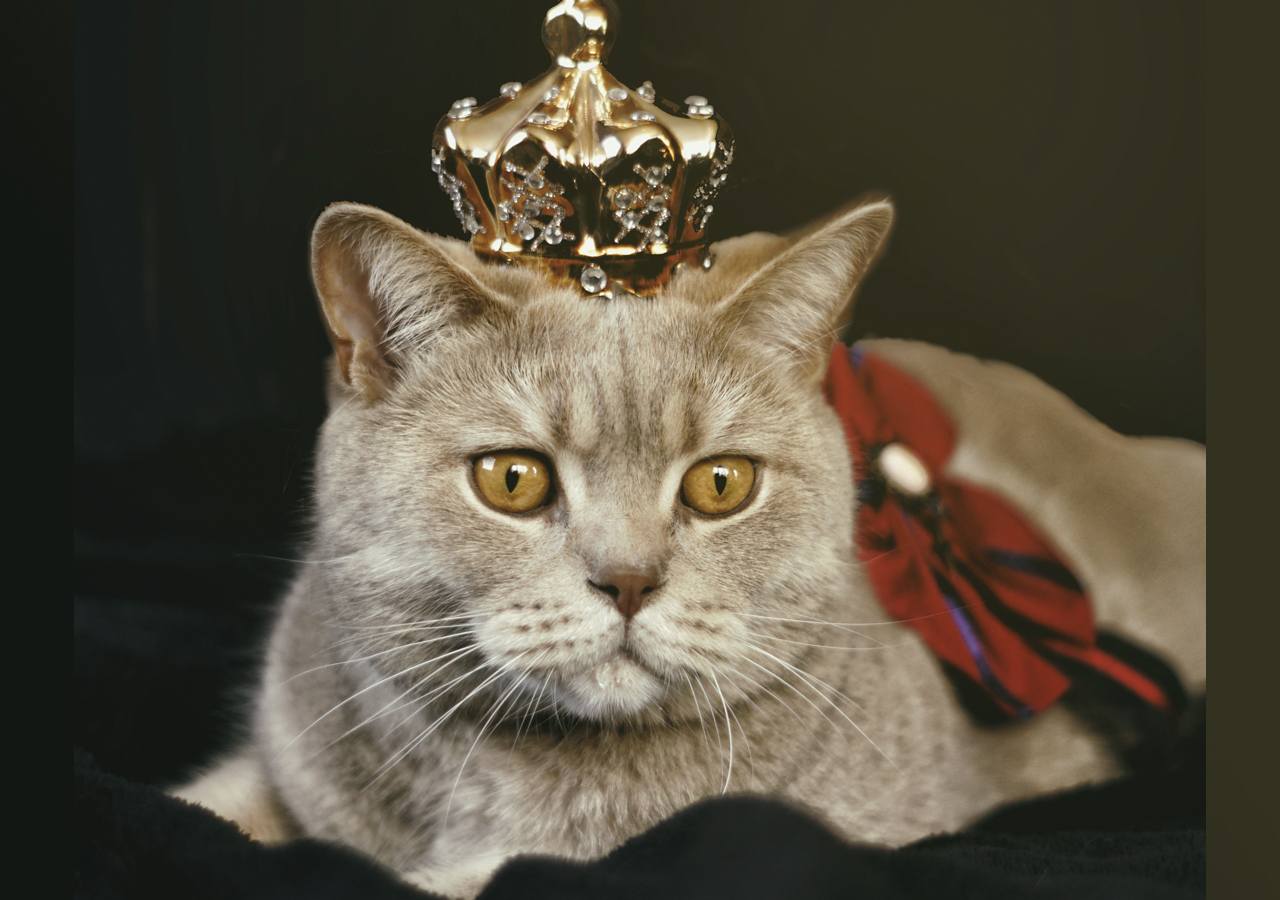 Expo Show Internacional de Gatos
