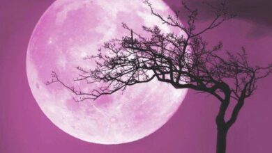 LUNA ROSA