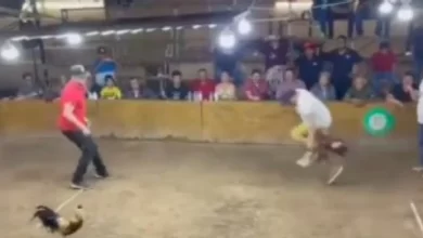 Gallo muerde dueño palenque