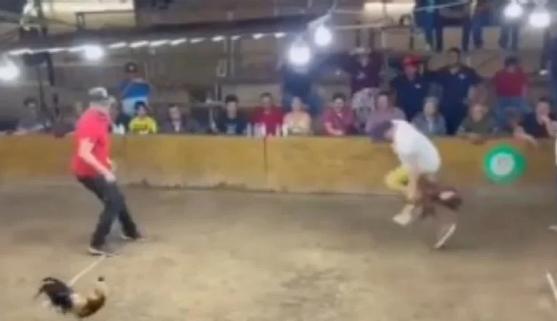 Gallo muerde dueño palenque