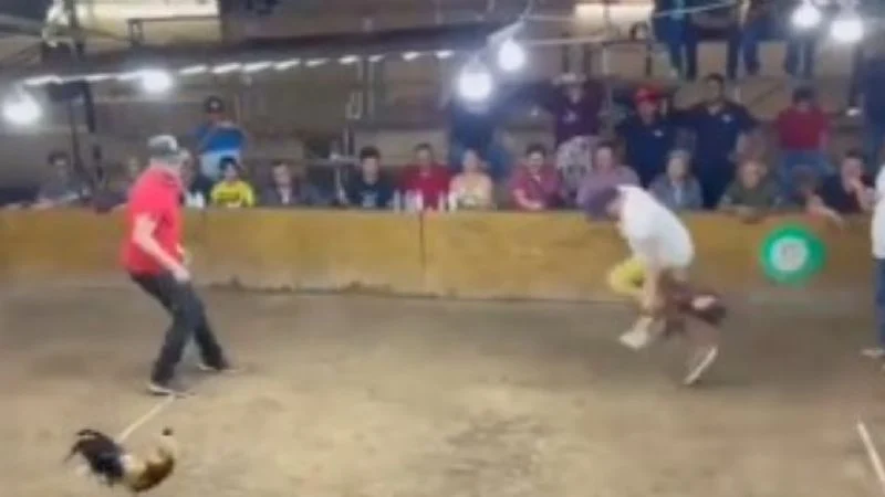 Gallo muerde dueño palenque