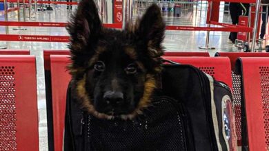 CACHORRITO RESCATISTA TURQUÍA