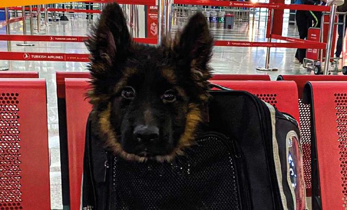 CACHORRITO RESCATISTA TURQUÍA