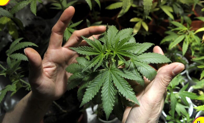 cannabis