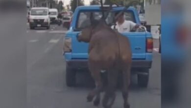 caballo arrastrado puebla
