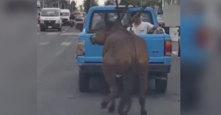 caballo arrastrado puebla