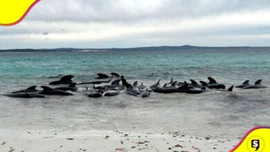 Murieron 50 ballenas Australia