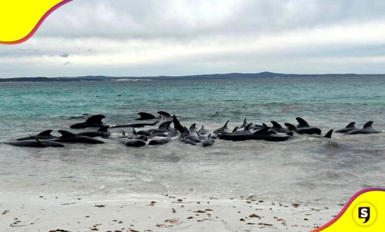 Murieron 50 ballenas Australia