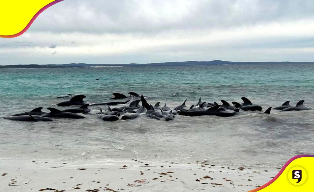 Murieron 50 ballenas Australia