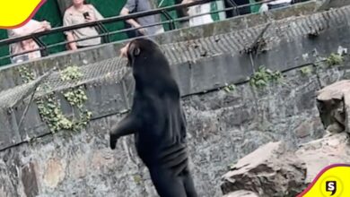 Zoológico osos personas botarga