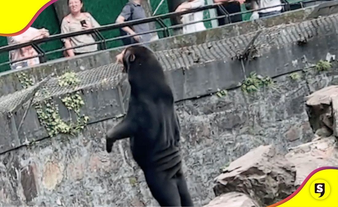Zoológico osos personas botarga