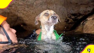 Buzos rescatan a perrita en cenote