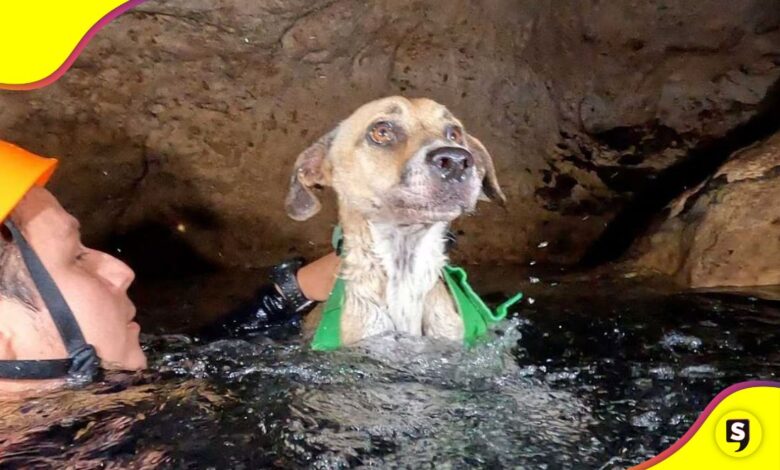 Buzos rescatan a perrita en cenote