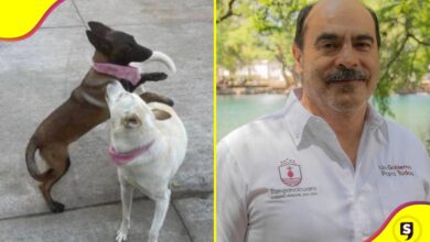 Alcalde de Tangancícuaro disparó a perritas