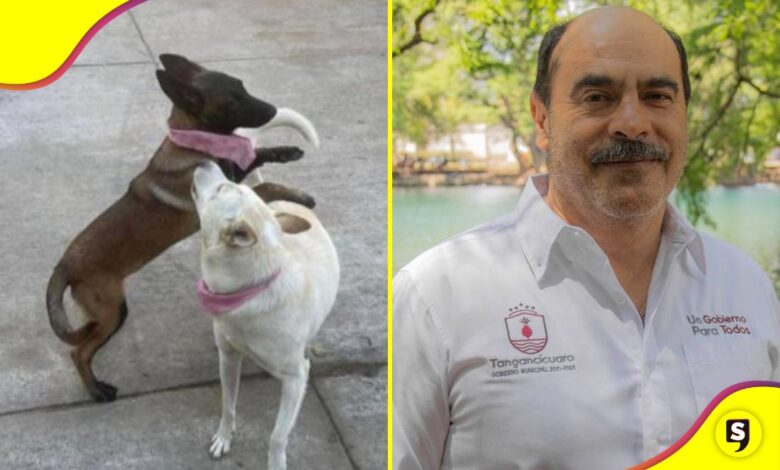 Alcalde de Tangancícuaro disparó a perritas