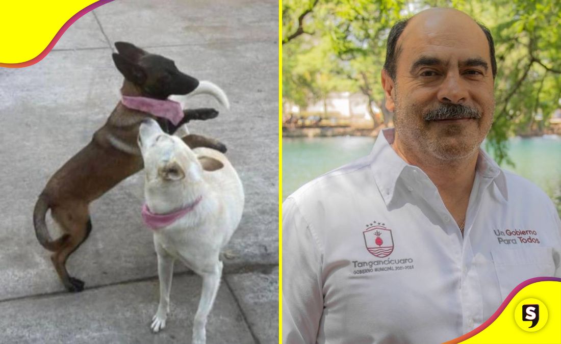 Alcalde de Tangancícuaro disparó a perritas