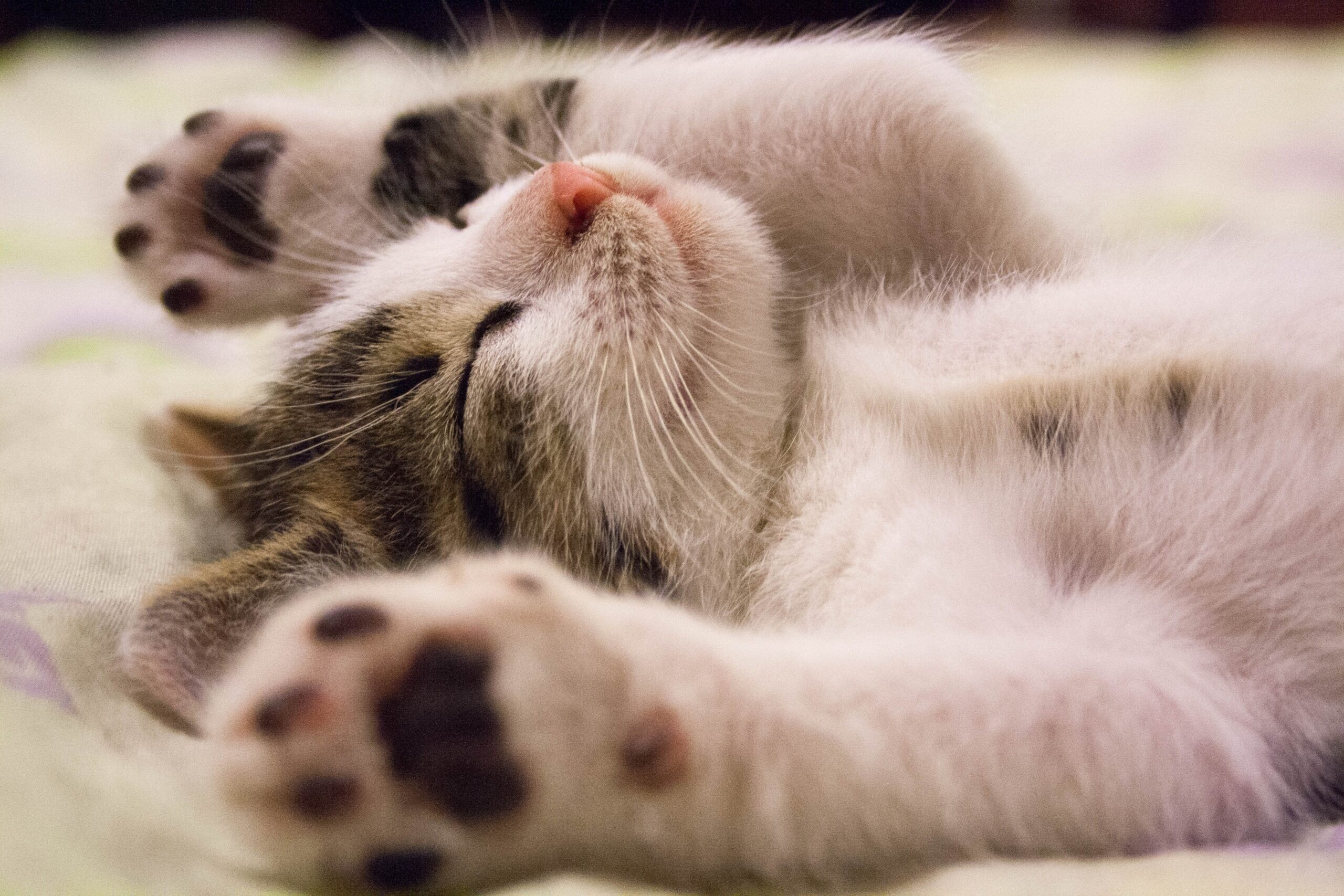 día gato películas