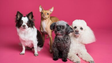 nombres perros chatgpt (3)