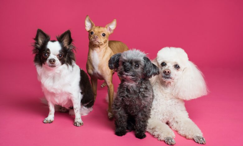 nombres perros chatgpt (3)