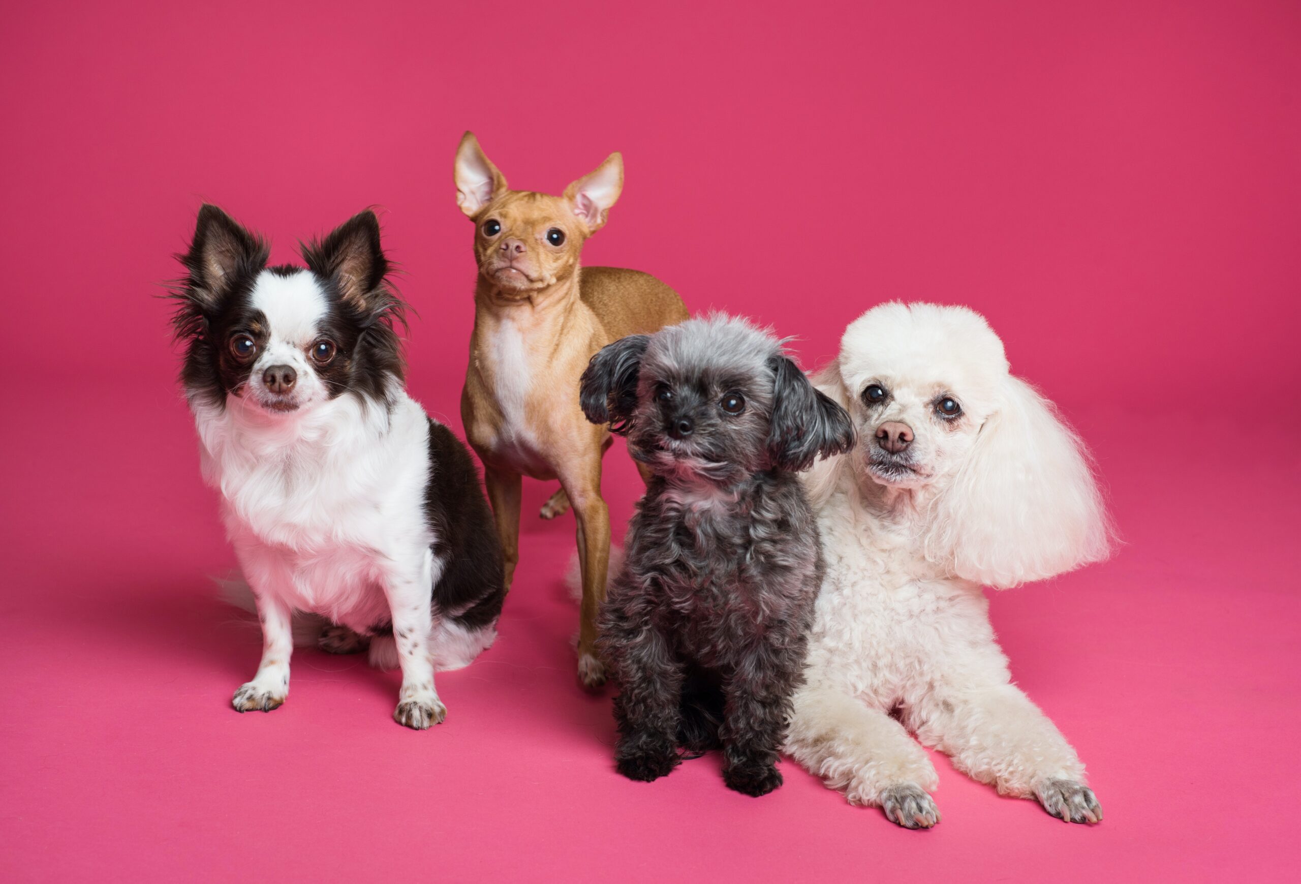 nombres perros chatgpt (3)