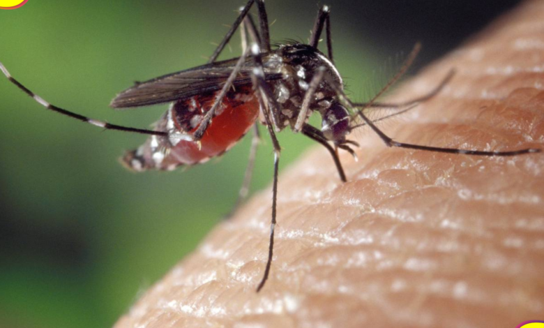 dengue Hidalgo
