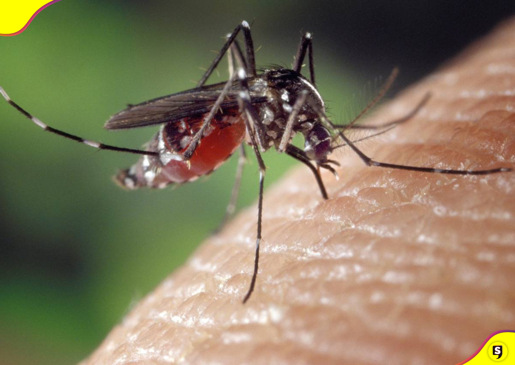 dengue Hidalgo
