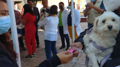 Vacunación antirrábica Pachuca
