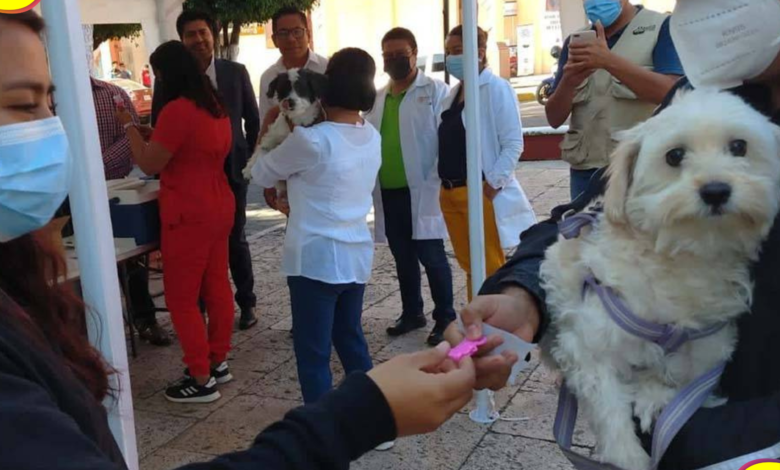 Vacunación antirrábica Pachuca