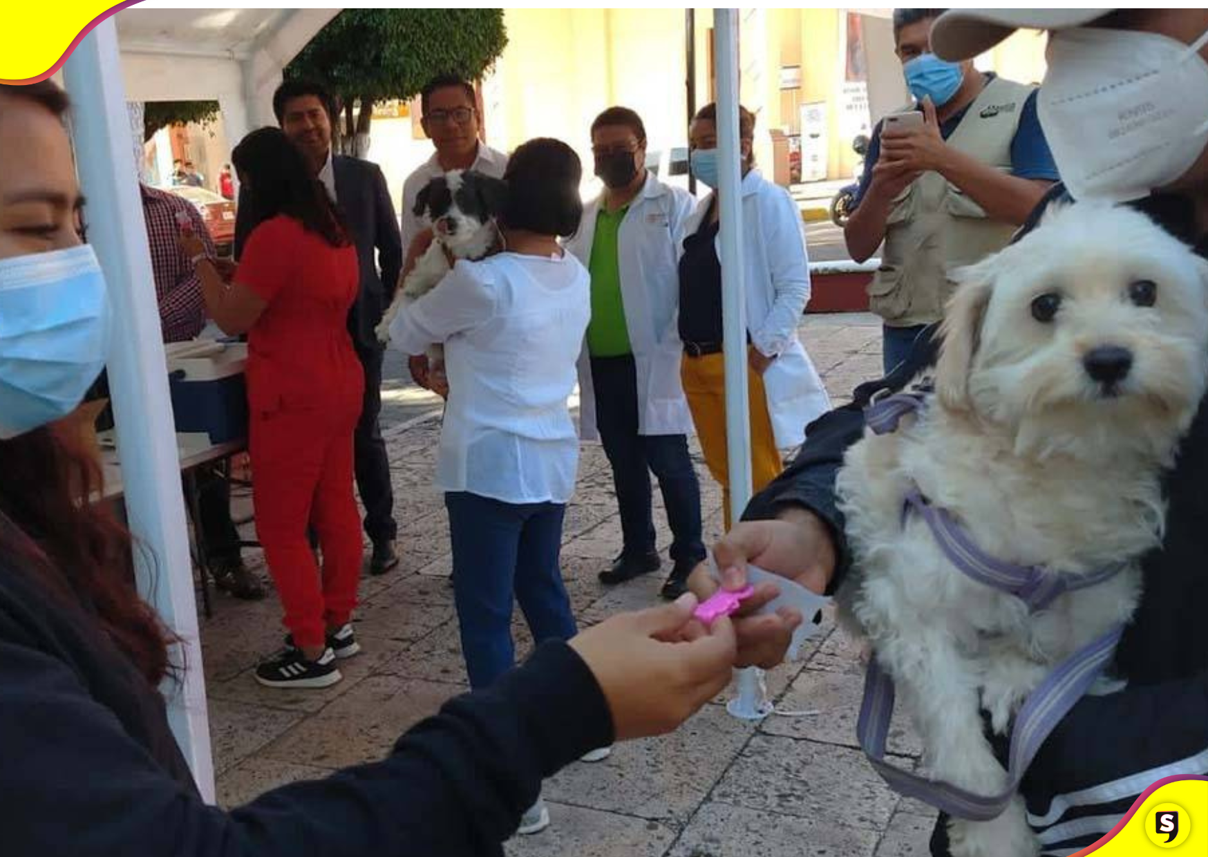 Vacunación antirrábica Pachuca