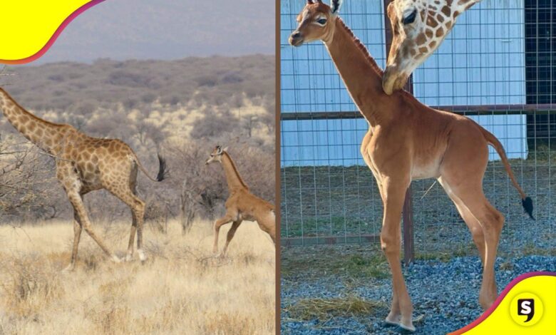 2 jirafas sin manchas