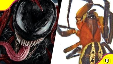 Araña en Australia Tom Hardy