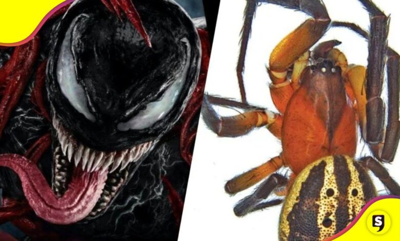 Araña en Australia Tom Hardy