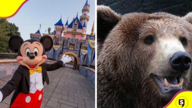 oso Disney World