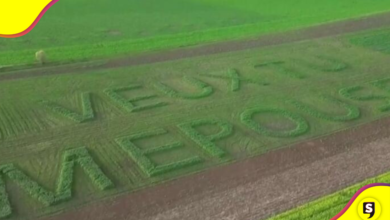 ¡Qué hermoso! Mira esta propuesta de matrimonio al estilo granjero