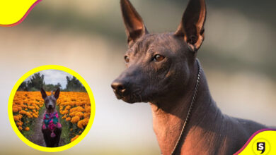 Xoloitzcuintle el perro del Mictlán leyenda