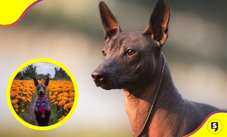 Xoloitzcuintle el perro del Mictlán leyenda
