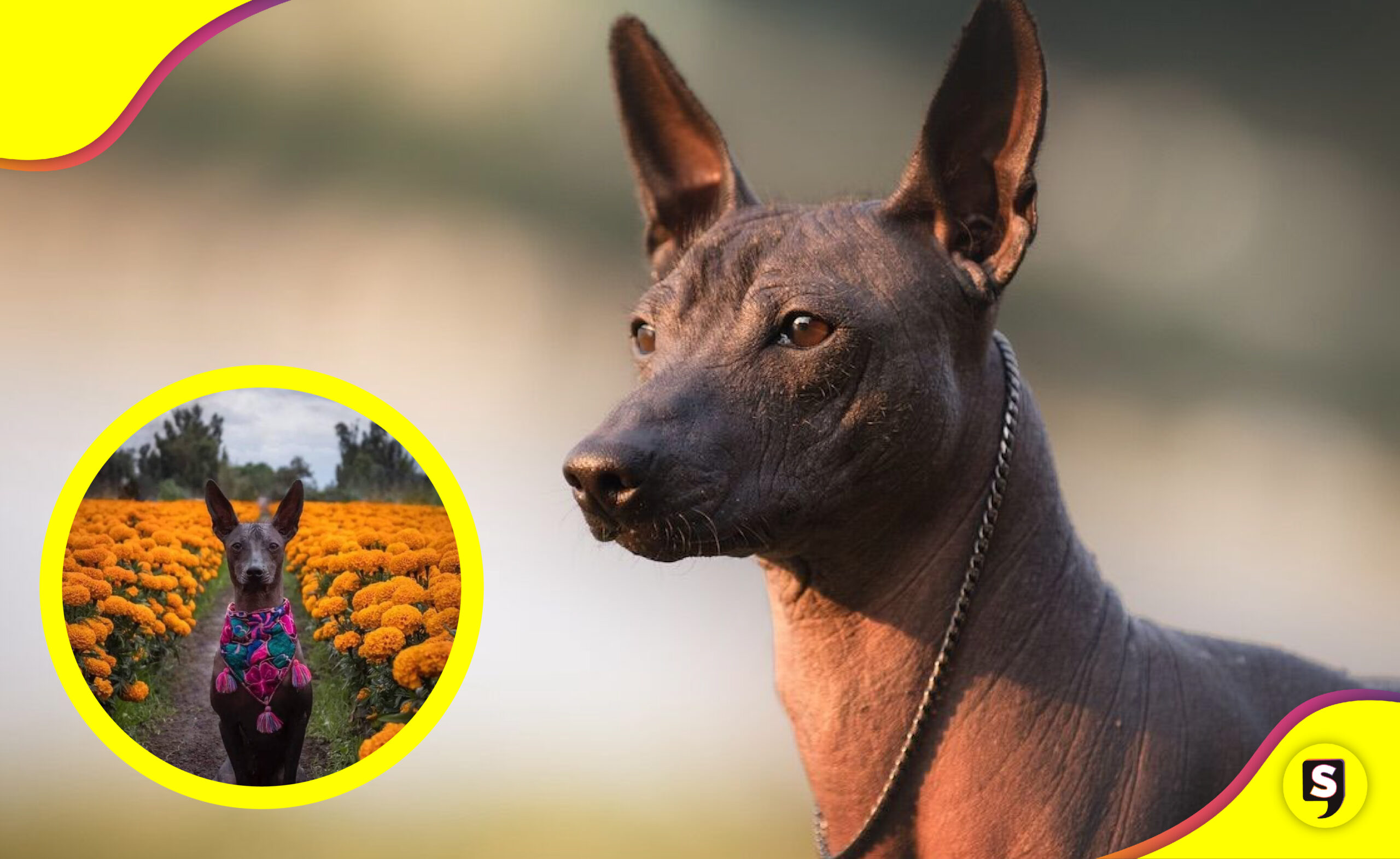 Xoloitzcuintle, El Perro Guía Al Mictlán: Esta Es Su Increíble Leyenda