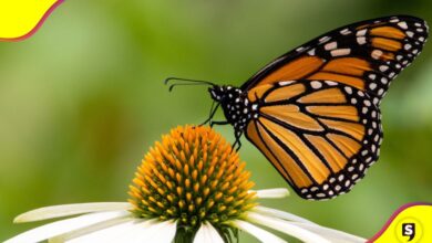 mariposa monarca en peligro de extinción