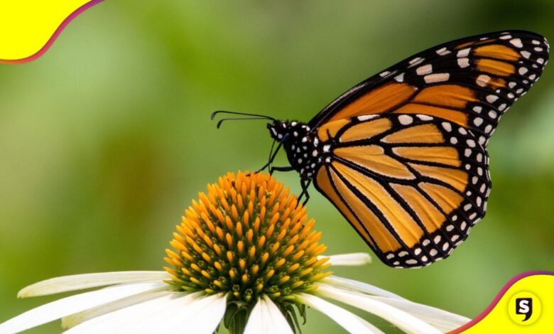 mariposa monarca en peligro de extinción