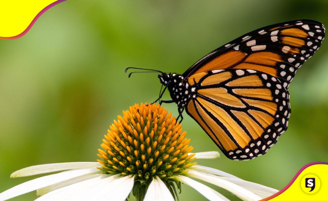 mariposa monarca en peligro de extinción