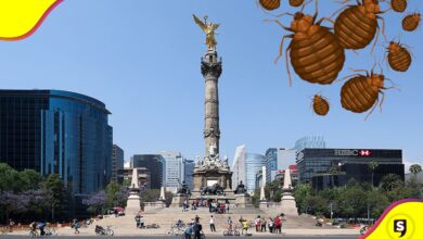 alerta sanitaria por chinches en la CDMX